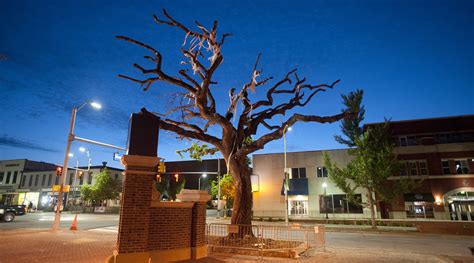 auburn trees poisoned radio|auburn tree killer poisoned.